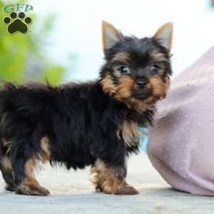 Mitchell, Yorkie Puppy